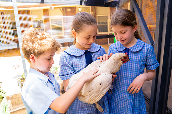 St Therese Catholic Primary School Mascot Student Showcase Chicken Coop